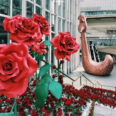 Ystävänpäiväkukka